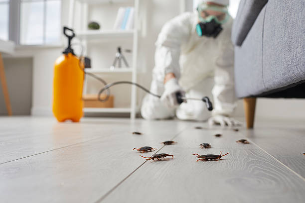 Commercial Rodent Management in Tyhee